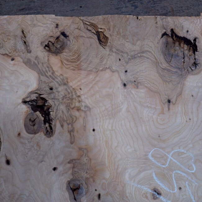 Ash burl, approx. 850 x 840 x 52 mm, 13748 G