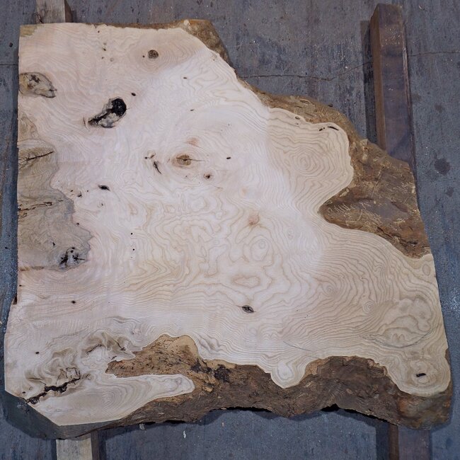 Ash burl, approx. 850 x 840 x 52 mm, 13748 G