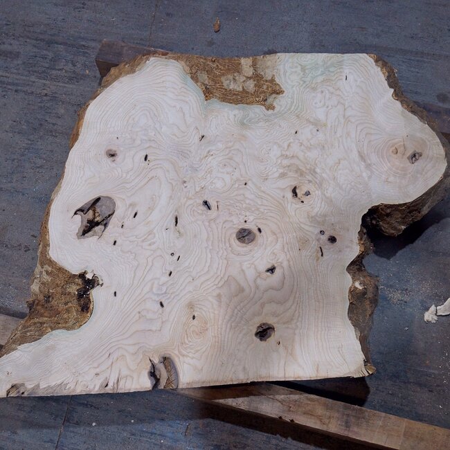 Ash burl, approx. 750 x 650 x 52 mm, 13750 G