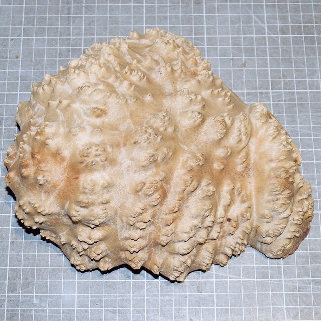 Goldfield Burl knot, approx. 190 x 170 x 60mm, 1,8kg
