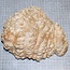 Goldfield Burl knot, approx. 190 x 170 x 60mm, 1,8kg