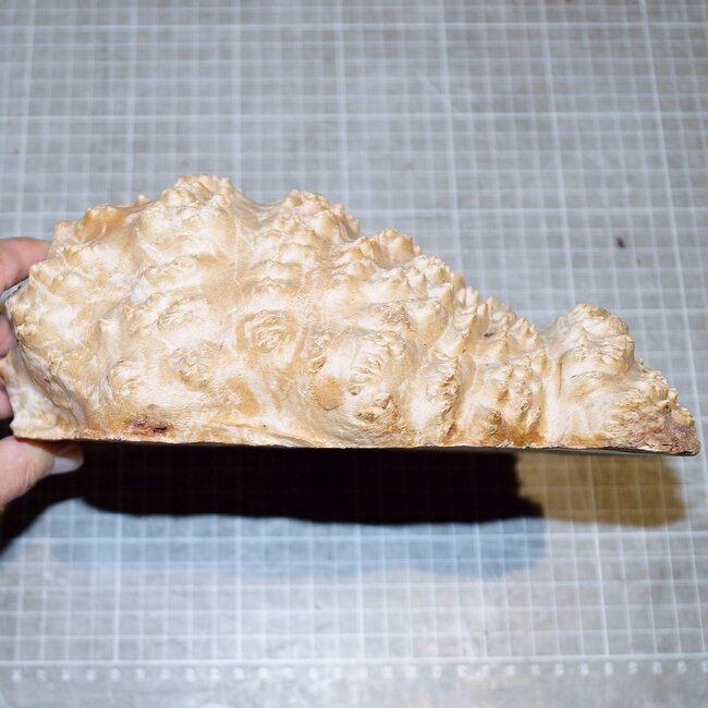 Goldfield Burl knot, approx. 190 x 170 x 60mm, 1,8kg