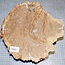Goldfield Maser Knolle, ca. 250 x 230 x 80mm, 3,3kg