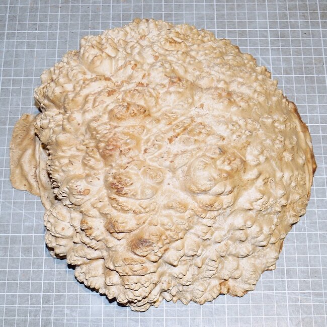 Goldfield Burl knot, approx. 250 x 230 x 80mm, 3,3kg