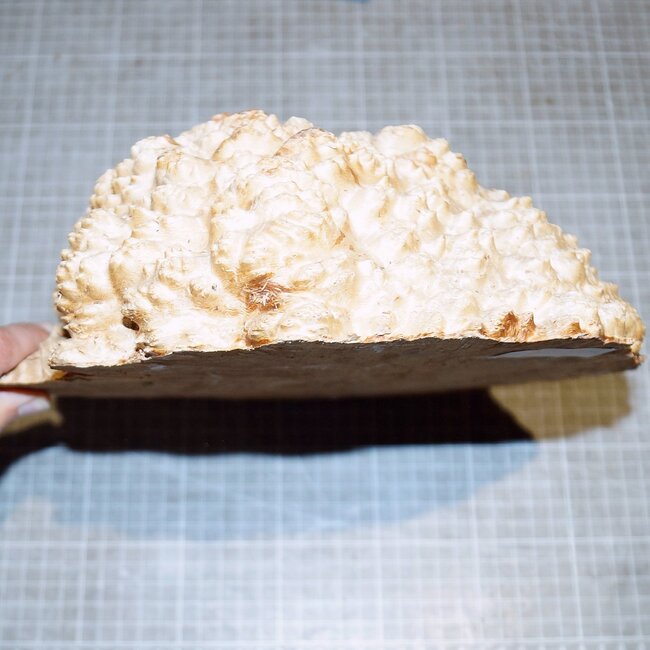 Goldfield Maser Knolle, ca. 250 x 230 x 80mm, 3,3kg