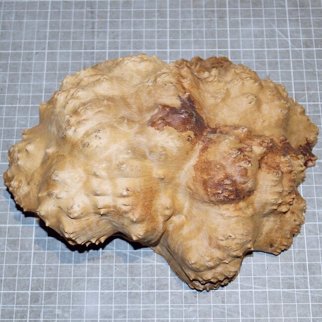Goldfield Maser Knolle, ca. 195 x 160 x 70mm, 1,8kg