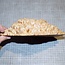 Goldfield Maser Knolle, ca. 210 x 180 x 45mm, 1,4kg