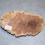 Goldfield Burl knot, approx. 230 x 135 x 50mm, 1,3kg