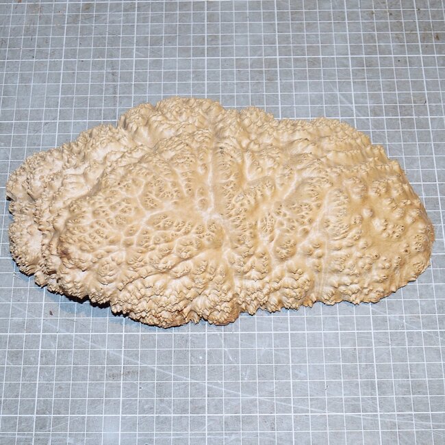 Goldfield Burl knot, approx. 230 x 135 x 50mm, 1,3kg