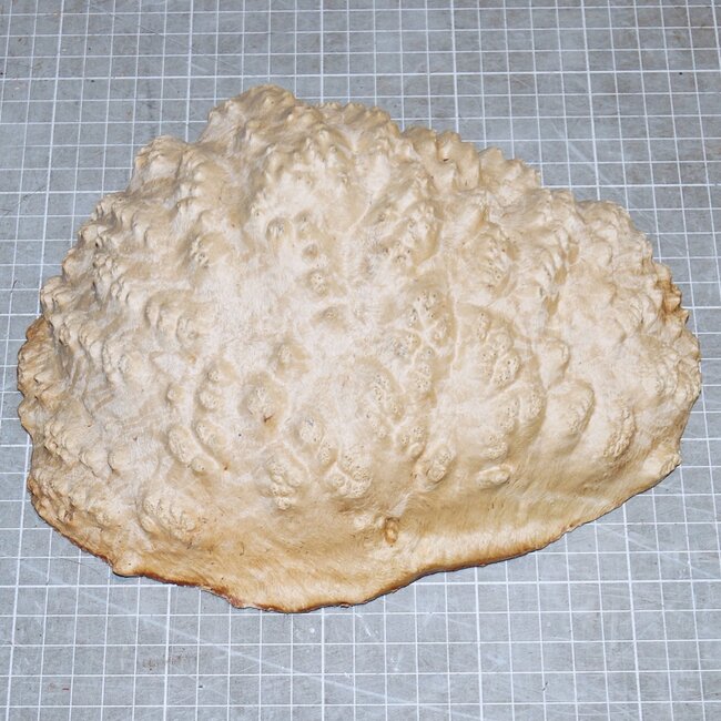 Goldfield Burl knot, approx. 210 x 140 x 60mm, 1,4kg