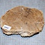 Goldfield Maser Knolle, ca. 200 x 140 x 50mm, 1,3kg