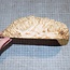 Goldfield Maser Knolle, ca. 200 x 140 x 50mm, 1,3kg