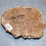 Goldfield Maser Knolle, ca. 220 x 160 x 70mm, 1,9kg