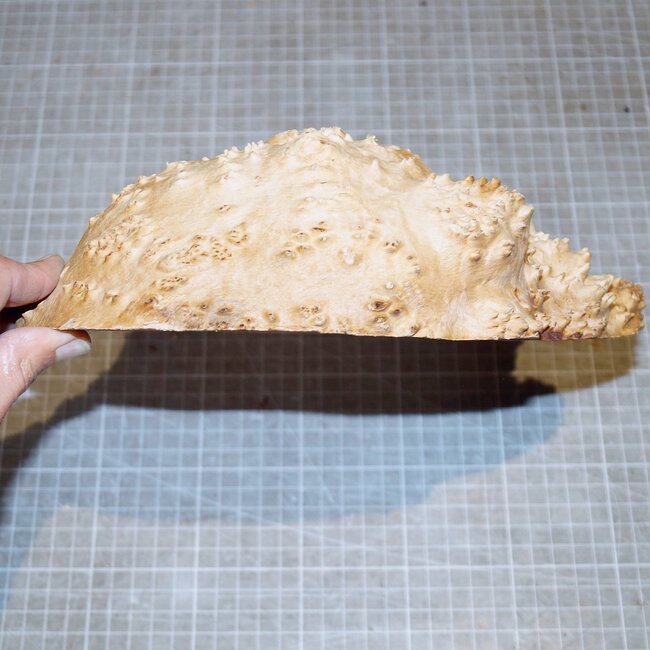 Goldfield Burl knot, approx. 210 x 210 x 60mm, 2,3kg
