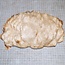 Goldfield Maser Knolle, ca. 260 x 165 x 50mm, 2,0kg