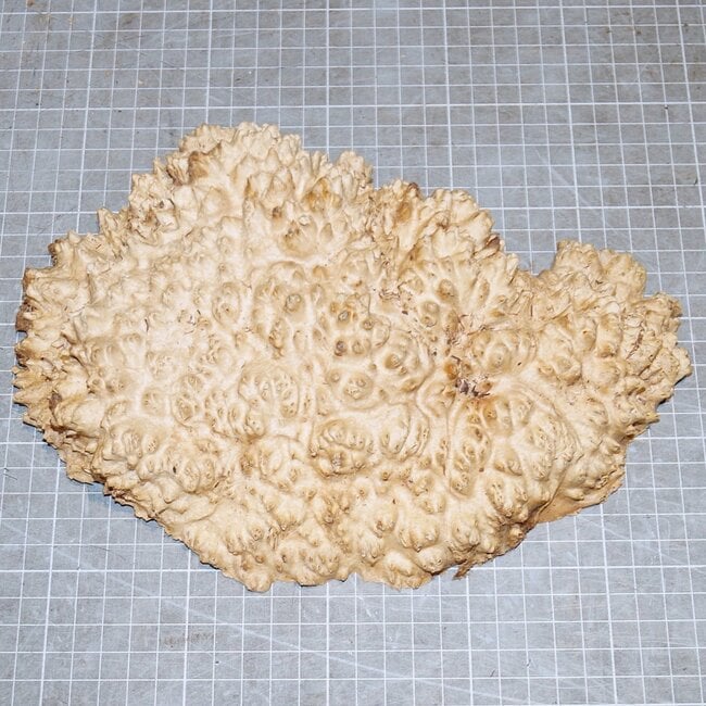 Goldfield Maser Knolle, ca. 225 x 135 x 45mm, 1,2kg
