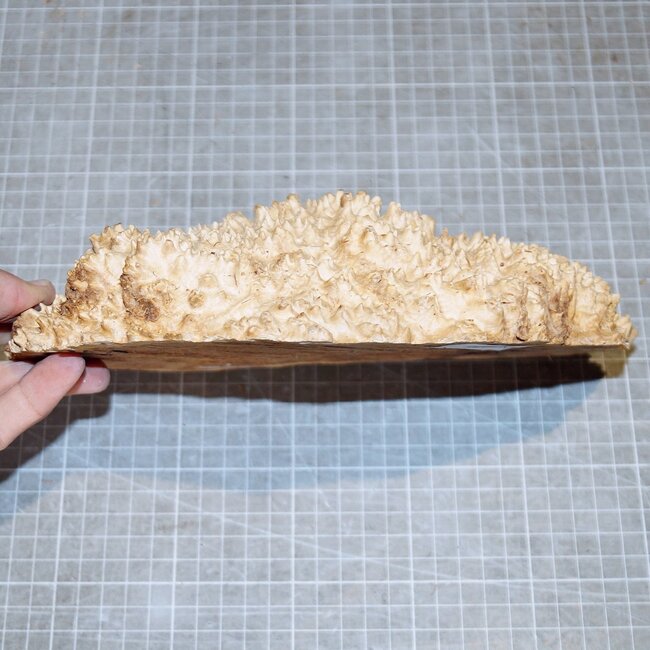 Goldfield Burl knot, approx. 225 x 135 x 45mm, 1,2kg