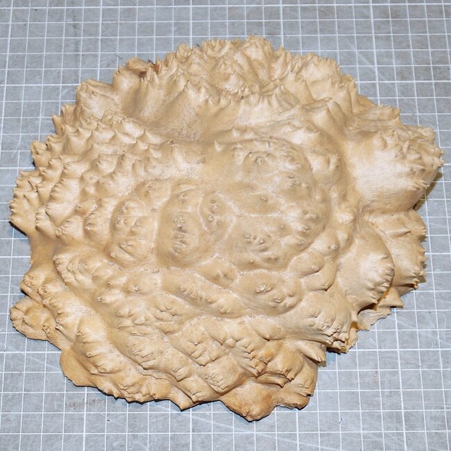 Goldfield Burl knot, approx. 180 x 180 x 55mm, 1,3kg