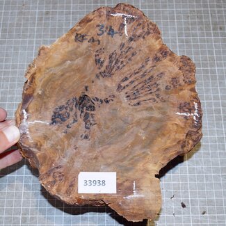 Goldfield Burl knot, approx. 180 x 180 x 90mm, 2,2kg