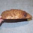 Goldfield Burl knot, approx. 205 x 160 x 60mm, 1,7kg
