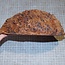 Goldfield Burl knot, approx. 210 x 160 x 60mm, 1,7kg