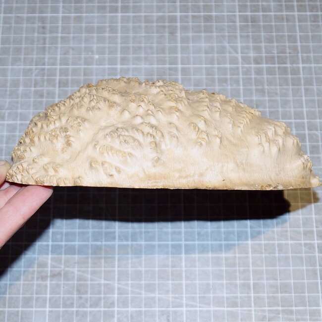 Goldfield Burl knot, approx. 185 x 145 x 50mm, 1,3kg