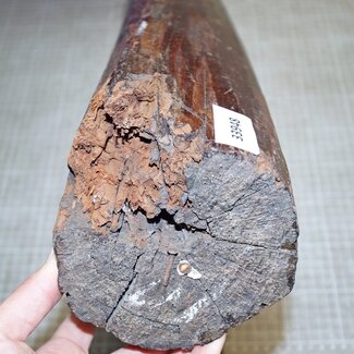 Snakewood, approx. 490 x 110 x 110mm, 7,6kg