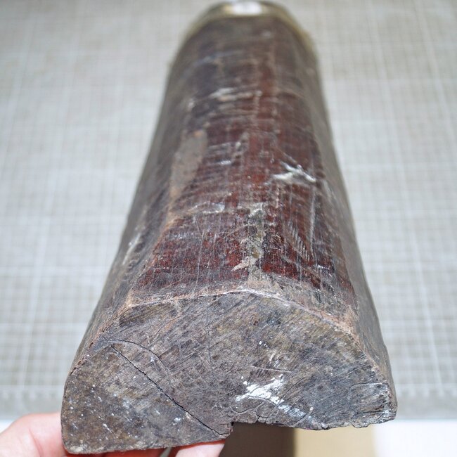 Snakewood, approx. 465 x 110 x 60mm, 4,2kg