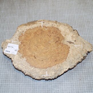 Amboina Maser, ca. 345 x 295 x 40-50mm, 2,5kg