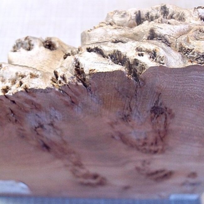 Caucasian Elm, approx. 340 x 200-337 x 60mm, 3,3kg