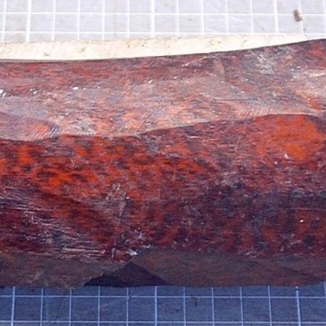 Schlangenholz, ca. 315 x 65 x 74mm, 1,74kg