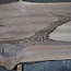 Caucasian Walnut, table top, approx. 2300 x 730 x 47 mm, 13756