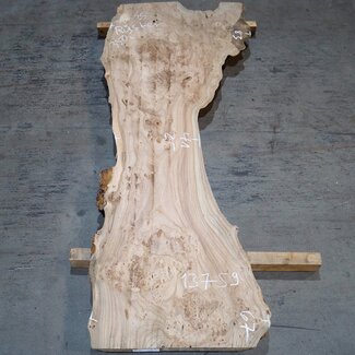 Caucasian Elm, burl, board, approx. 2000 x 670 x 50 mm, 13759