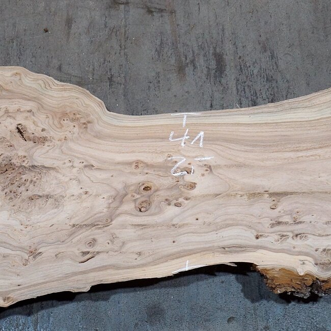 Caucasian Elm, burl, board, approx. 2000 x 670 x 50 mm, 13759