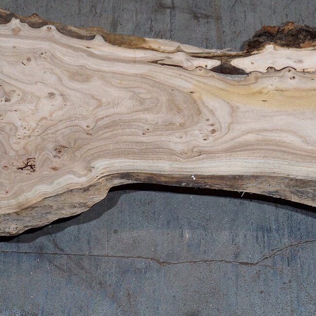 Caucasian Elm, burl, board, approx. 2000 x 670 x 50 mm, 13759