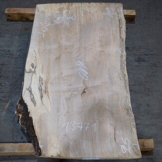 Birke, ca. 1100 x 640/560 x 40 mm, 13771