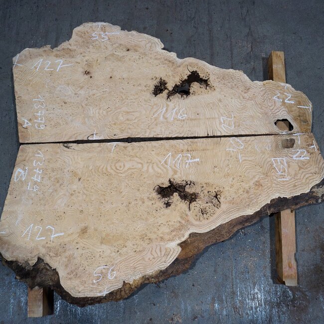 Esche Maser, Paar, ca. 1270(1160) x 550/560 x 48 mm, 13779 a+b