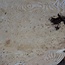 Esche Maser, Paar, ca. 1270(1160) x 550/560 x 48 mm, 13779 a+b