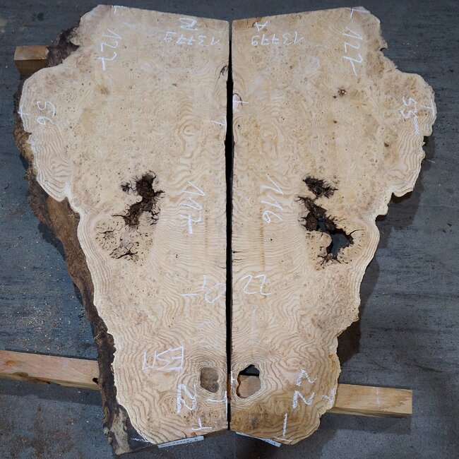 Esche Maser, Paar, ca. 1270(1160) x 550/560 x 48 mm, 13779 a+b