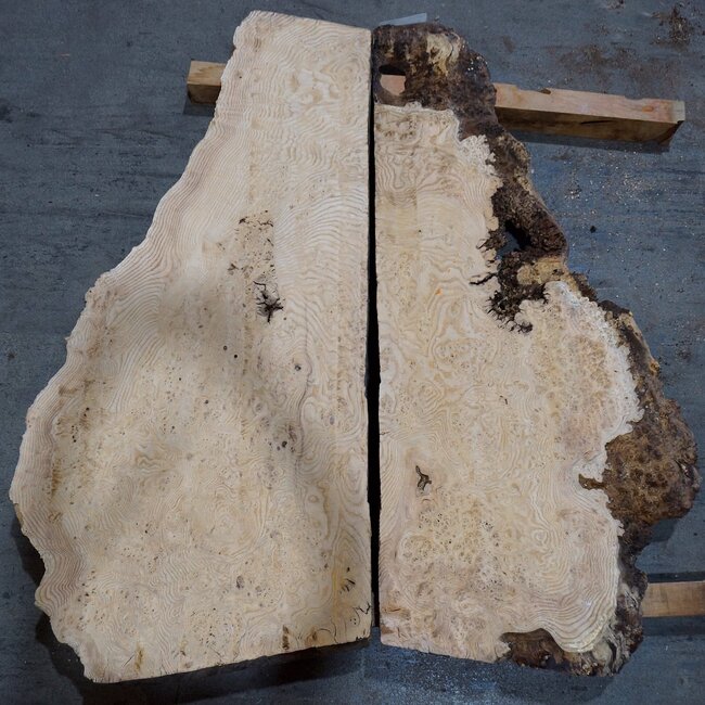 Esche Maser, Paar, ca. 1270(1160) x 550/560 x 48 mm, 13779 a+b