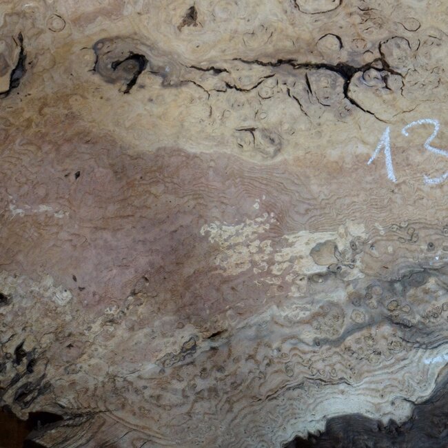 Esche Maser, ca. 660 x 640 x 50 mm, 13781