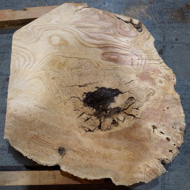 Esche Maser, ca. 660 x 640 x 50 mm, 13781