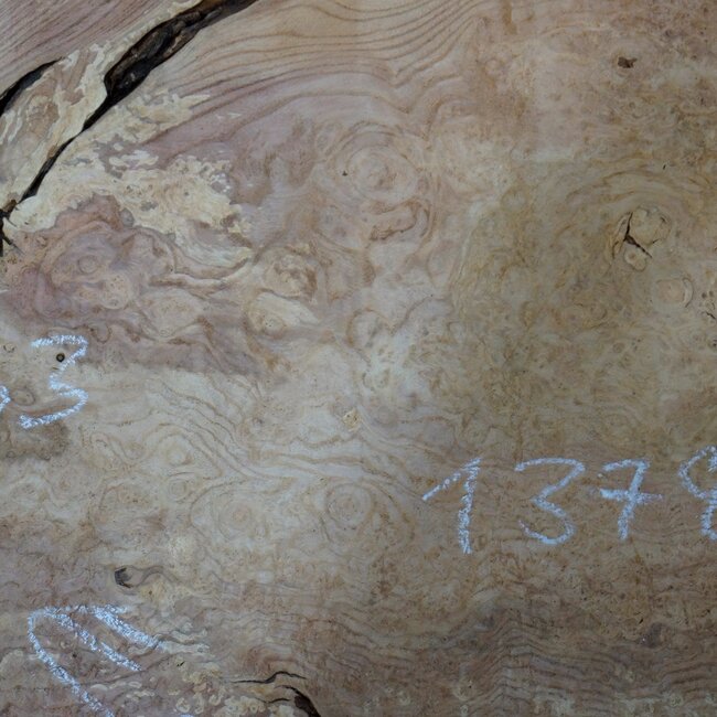 Esche Maser, ca. 650 x 630 x 50 mm, 13782