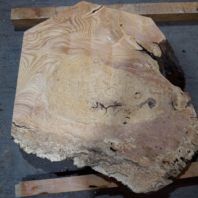 Esche Maser, ca. 650 x 630 x 50 mm, 13782