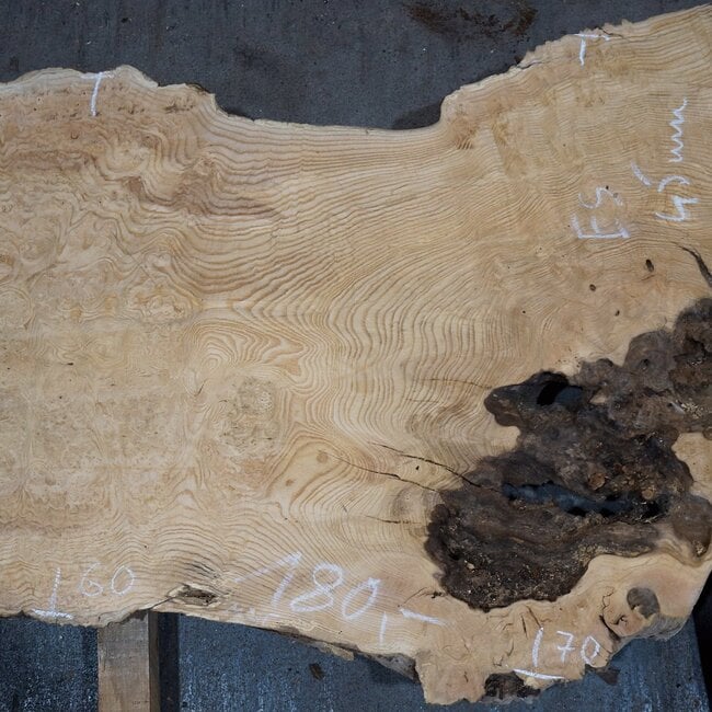 Esche Maser, ca. 1130 x 600 x 45 mm, 13783