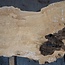 Esche Maser, ca. 1130 x 600 x 45 mm, 13783