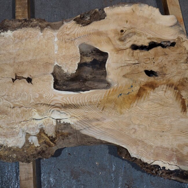 Esche Maser, ca. 1130 x 600 x 45 mm, 13783