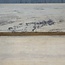 Satin, Zitronenholz Schnittware, B/C Qualität, 26 mm, 13790