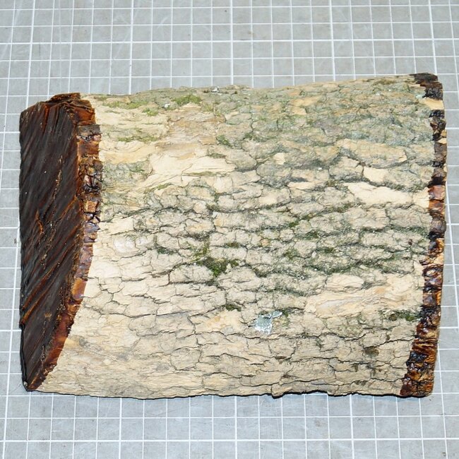 Europ. Buchsbaum, ca. 180 x 140 x 50 mm, 1 kg