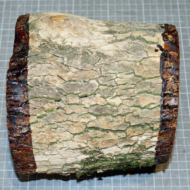 Europ. Buchsbaum, ca. 155-170 x 140-180 x 120 mm, 2,8 kg